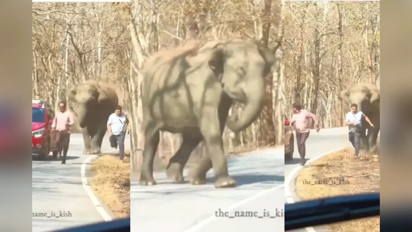 Viral Video: हाथी आया झूम कर, फिर खदेड़ कर की आदमियों की हालत पतली, वायरल हुआ वीडियो