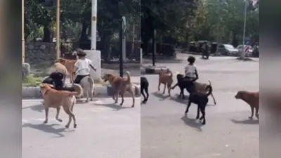 Viral Video: छोटी बच्ची को मिली VIP सेवा, कुत्तों ने दिया Z+ सिक्योरिटी