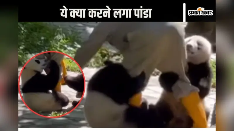Viral Video : माफ कर दीजिए मालिक! पांडा के बच्चों ने पकड़ लिये केयरटेकर के पैर