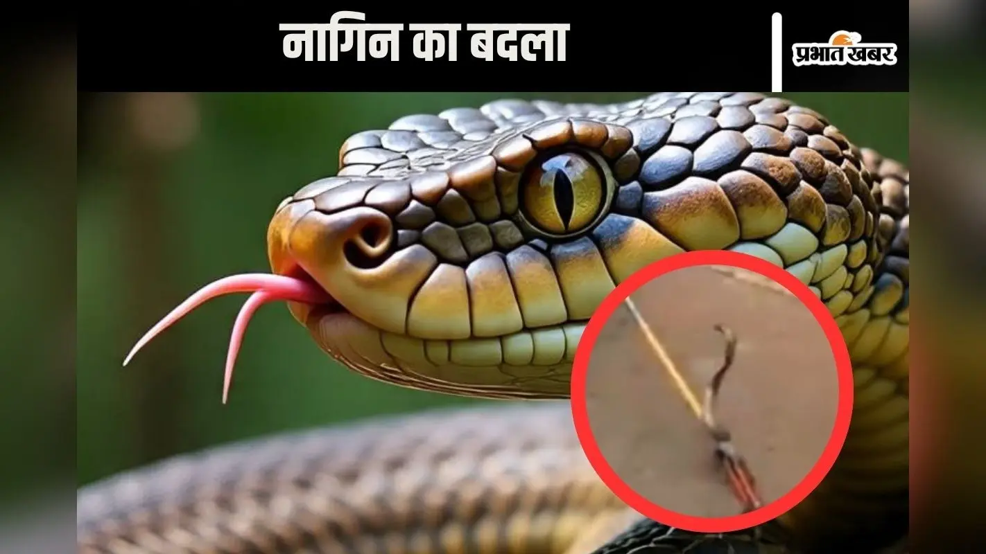 Viral Video : नाग की मौत का बदला लेने पहुंची नागिन, वीडियो देख खड़े हो जाएंगे रोंगटे