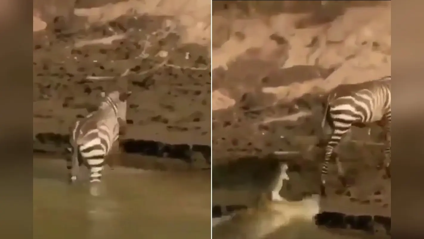 Viral Video: भाई किस्मत हो तो ऐसी! शिकार के ताक में बैठा था मगरमच्छ लेकिन मौत के मुंह से यूं बच निकला जेब्रा