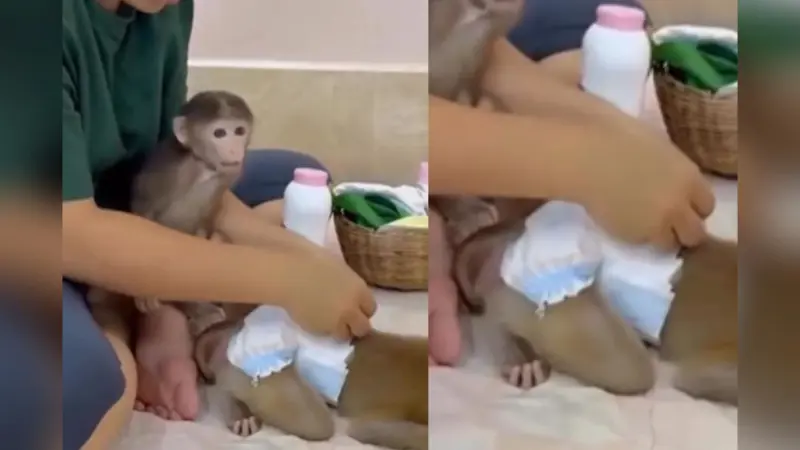 Viral Video: मां-बेटे जैसा रिश्ता! महिला ने बंदर को पहनाया डायपर, लगाया पाउडर
