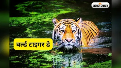 Palamu Tiger Reserve: बाघ देखना है, तो चले आईए पलामू टाइगर रिजर्व