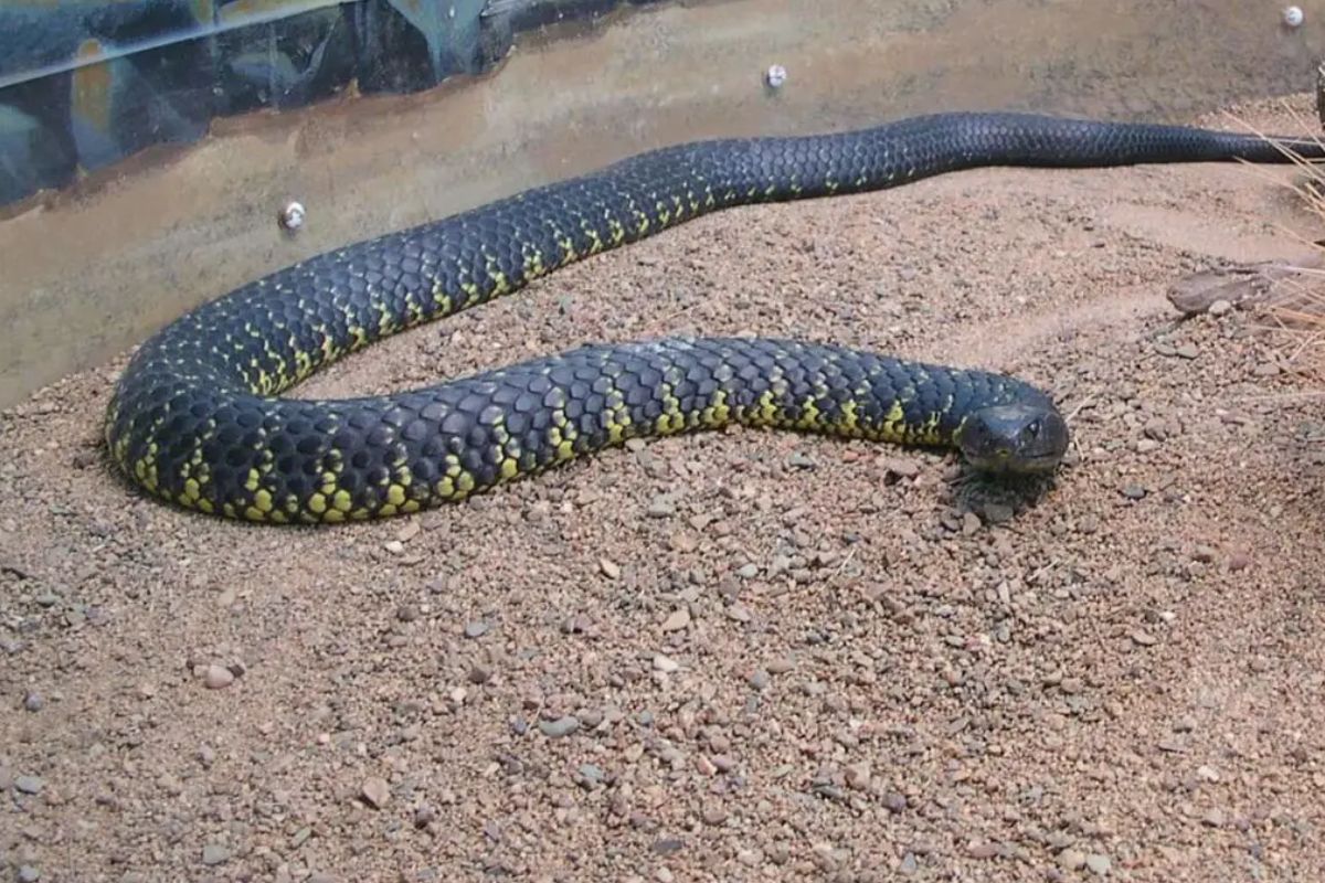 2 मिनट में मौत के घाट…King Cobra नहीं, ये है दुनिया का सबसे खतरनाक सांप, जानेंगे तो कांप उठेंगे आप!