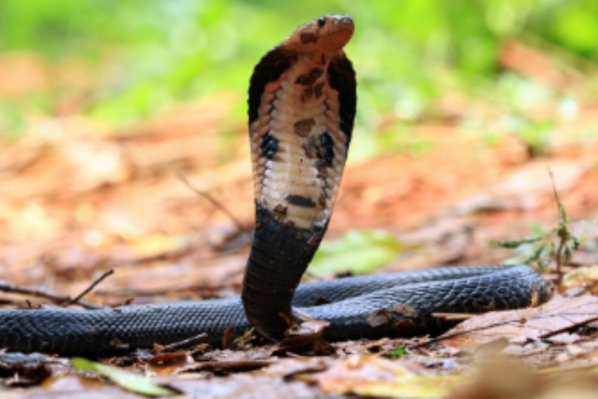 Most Dangerous Snake in the World 