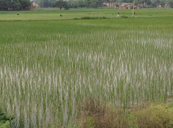 Darbhanga News: चालू माह की बारिश से धान आच्छादन के लक्ष्य की ओर बढ़े कदम