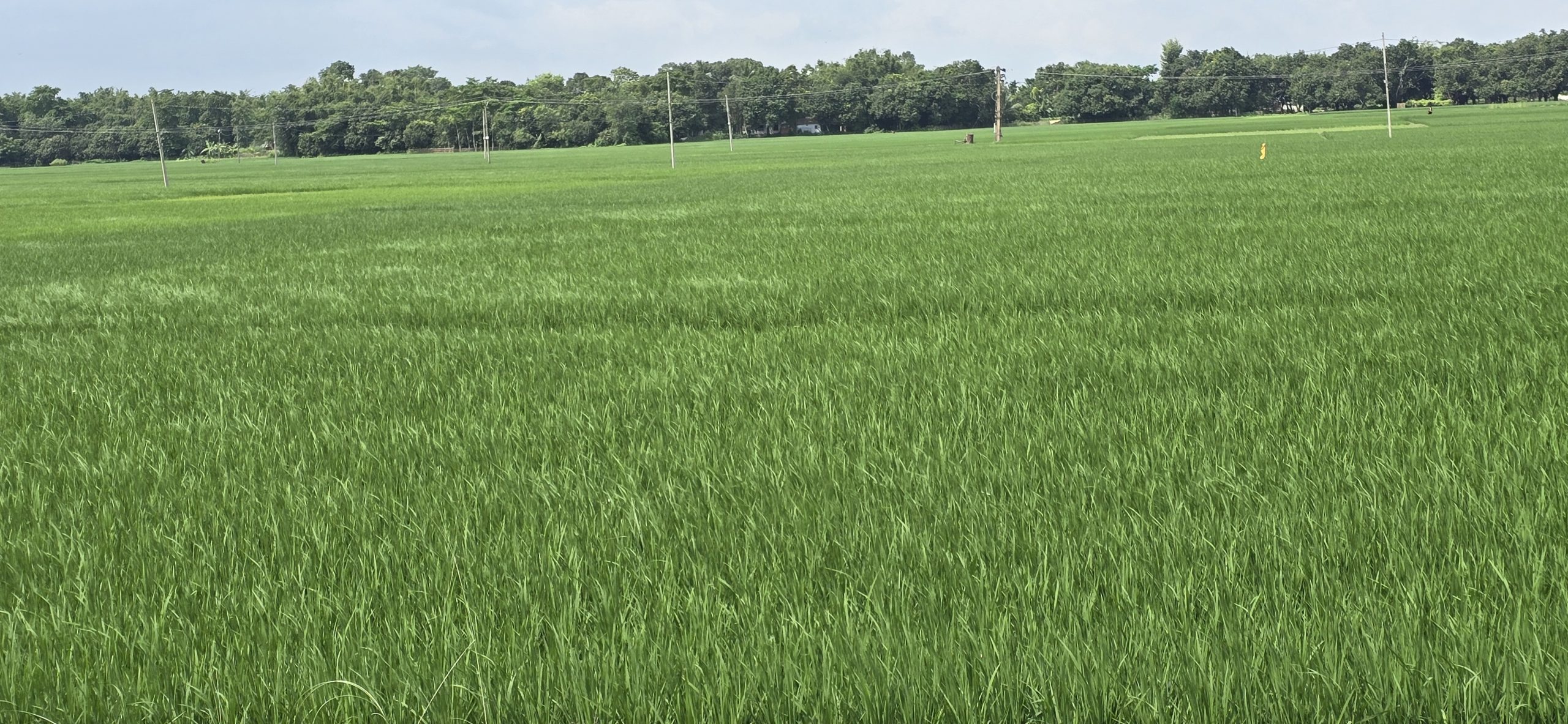 अच्छी बारिश से धान की फसल को फायदा