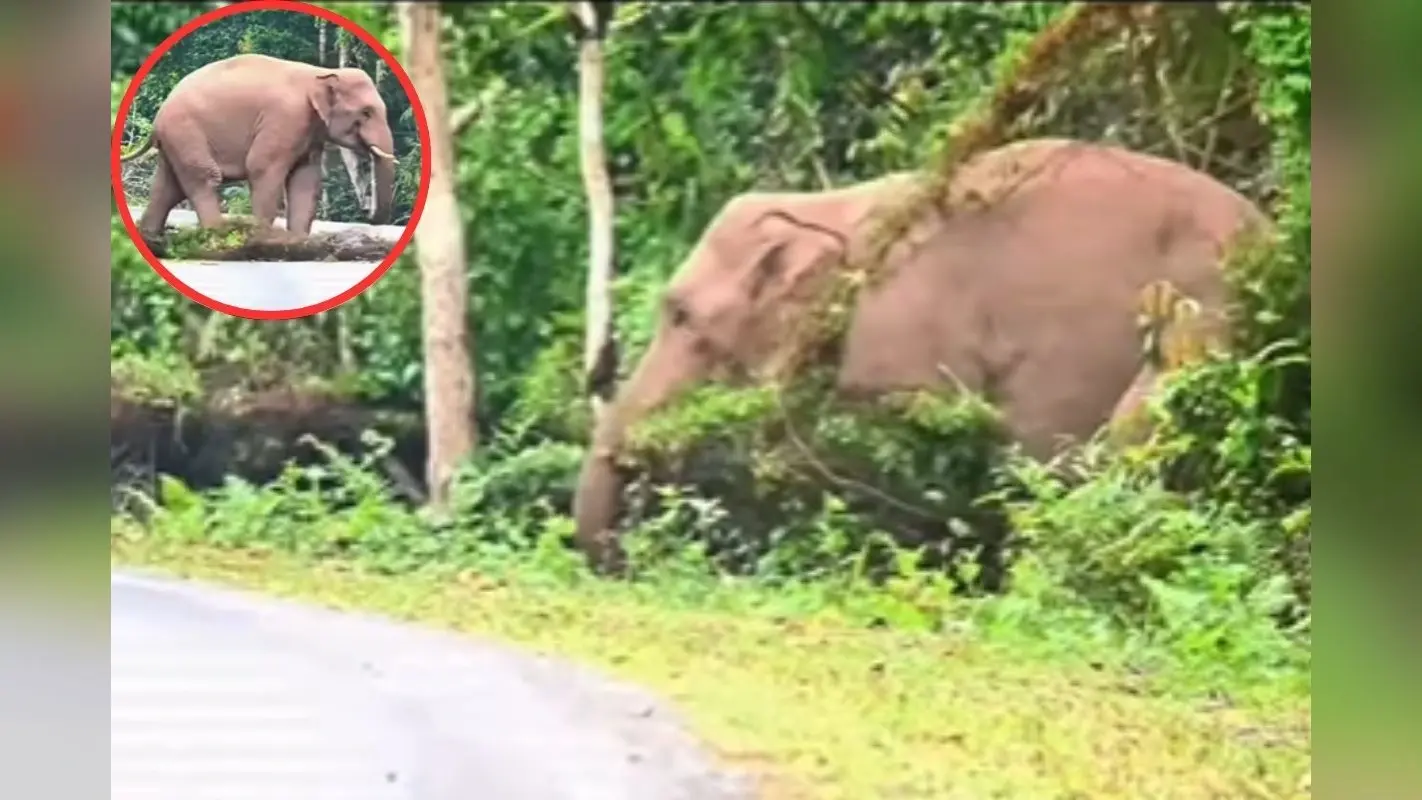 Viral Video: नन्हे हाथी को झाड़ ने कर दिया परेशान, फिर जो हुआ हंसी नहीं रोक पाएंगे