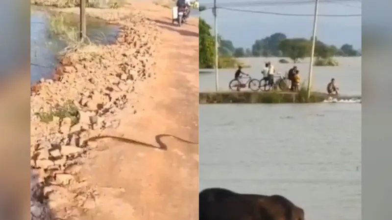 Video: बिहार में बाढ़ के पानी में बिलबिला रहे विषधर, सड़क पर अचानक सांप आया तो भागे लोग