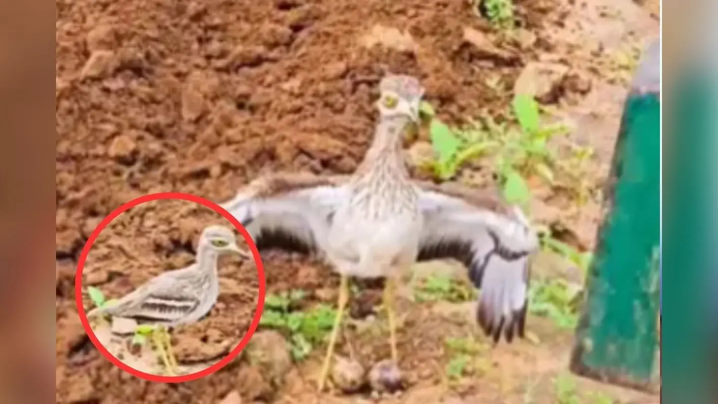 Viral Video : अंडे बचाने के लिए ट्रैक्टर के आगे कूद गई पक्षी, दिल जीत लेगा ये वीडियो