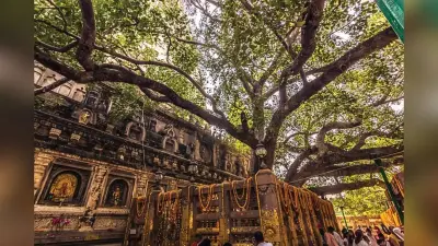 तीन बार काटा गया, फिर भी जीवित है बोधिवृक्ष… जहां भगवान बुद्ध को मिला था ज्ञान, पढ़िए इसकी अद्भुत कहानी