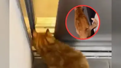 Viral Video : सायरन बजते ही बिल्ली हो जाती है अलर्ट, बम के हमले से बचने के लिए भागती है बंकर की ओर