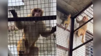 Viral Video: घर में फंसा बच्चा, तो बचाने आ गई पूरी बंदर सेना, फिर झुंड ने जो किया देख कांप जाएगा कलेजा