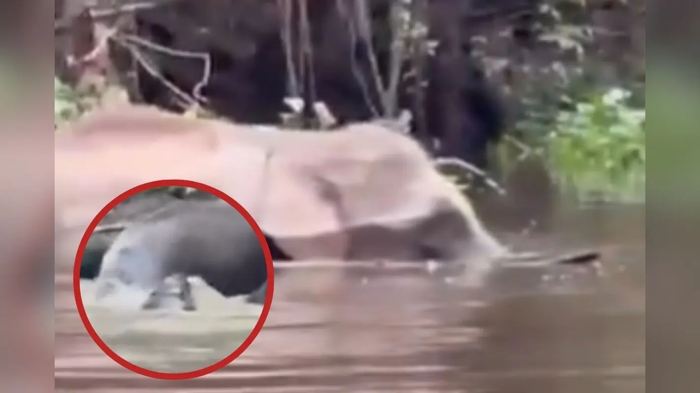 Viral Video : मगरमच्छ ने कर दिया हाथी पर हमला, भागने लगे गजराज