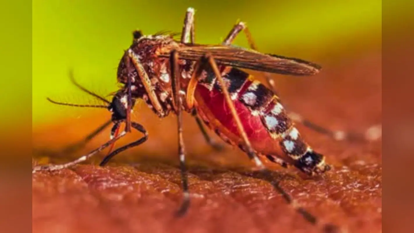 Dengue In Bihar: पटना में डेंगू के 48 घंटों में 28 नए मामले, ये इलाके बने हॉटस्पॉट…