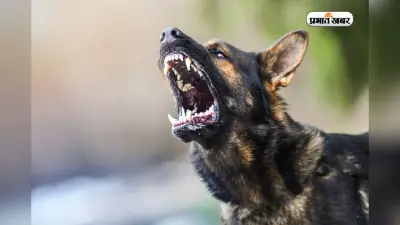 Dog Banned In Which Country: इन देशों में कुत्तों पर है सख्त बैन, इस खतरनाक Breed को पालने पर भी रोक