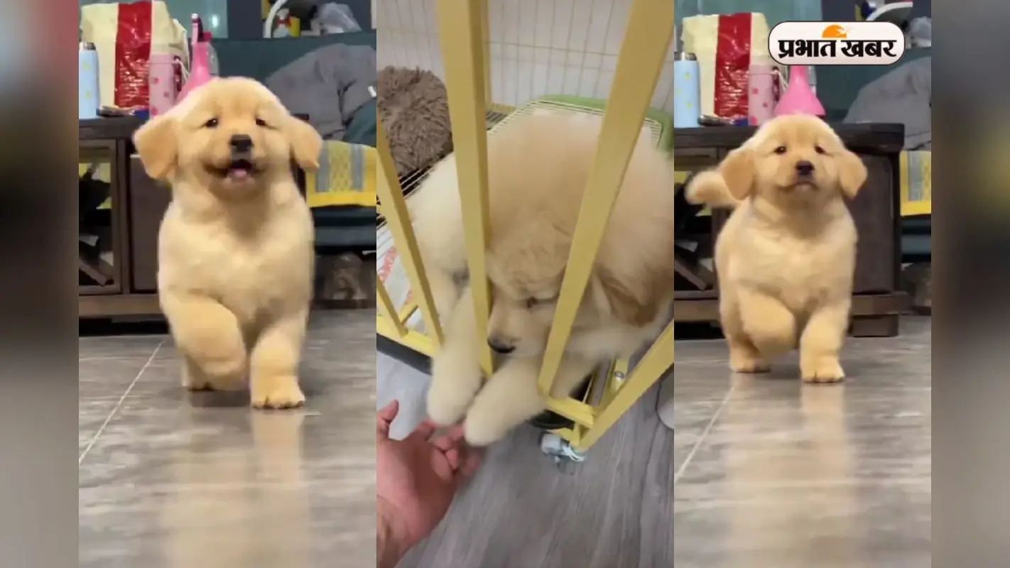 Viral Video: आपका दिल जीत लेगी इस नन्हे कुत्ते की प्यारी-प्यारी हरकतें, आप भी बोलेंगे ” Aww So Cute!”
