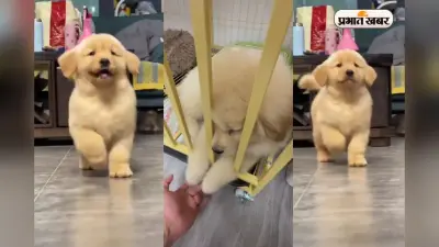 Viral Video: आपका दिल जीत लेगी इस नन्हे कुत्ते की प्यारी-प्यारी हरकतें, आप भी बोलेंगे ” Aww So Cute!”