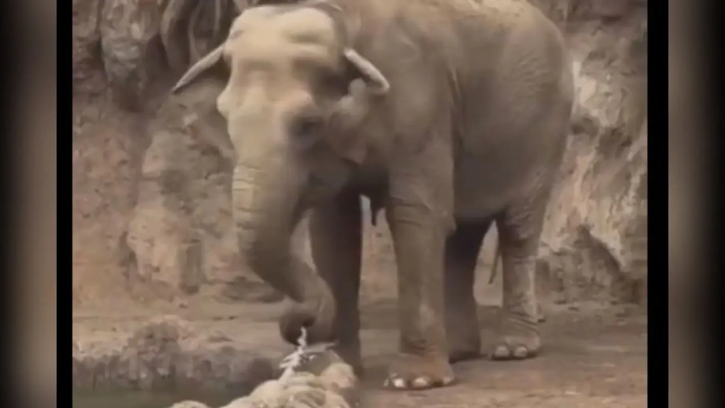 Viral Video : हाथी ने सूंड़ से हिरण के डूबते बच्चे को बचाया, वीडियो देख आप कह उठेंगे-तुस्सी ग्रेट हो