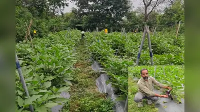 मुंबई में 10 साल तक की दिहाड़ी मजदूरी, सब्जी की जैविक खेती से झारखंड के किसान की ऐसे बदल गयी जिंदगी