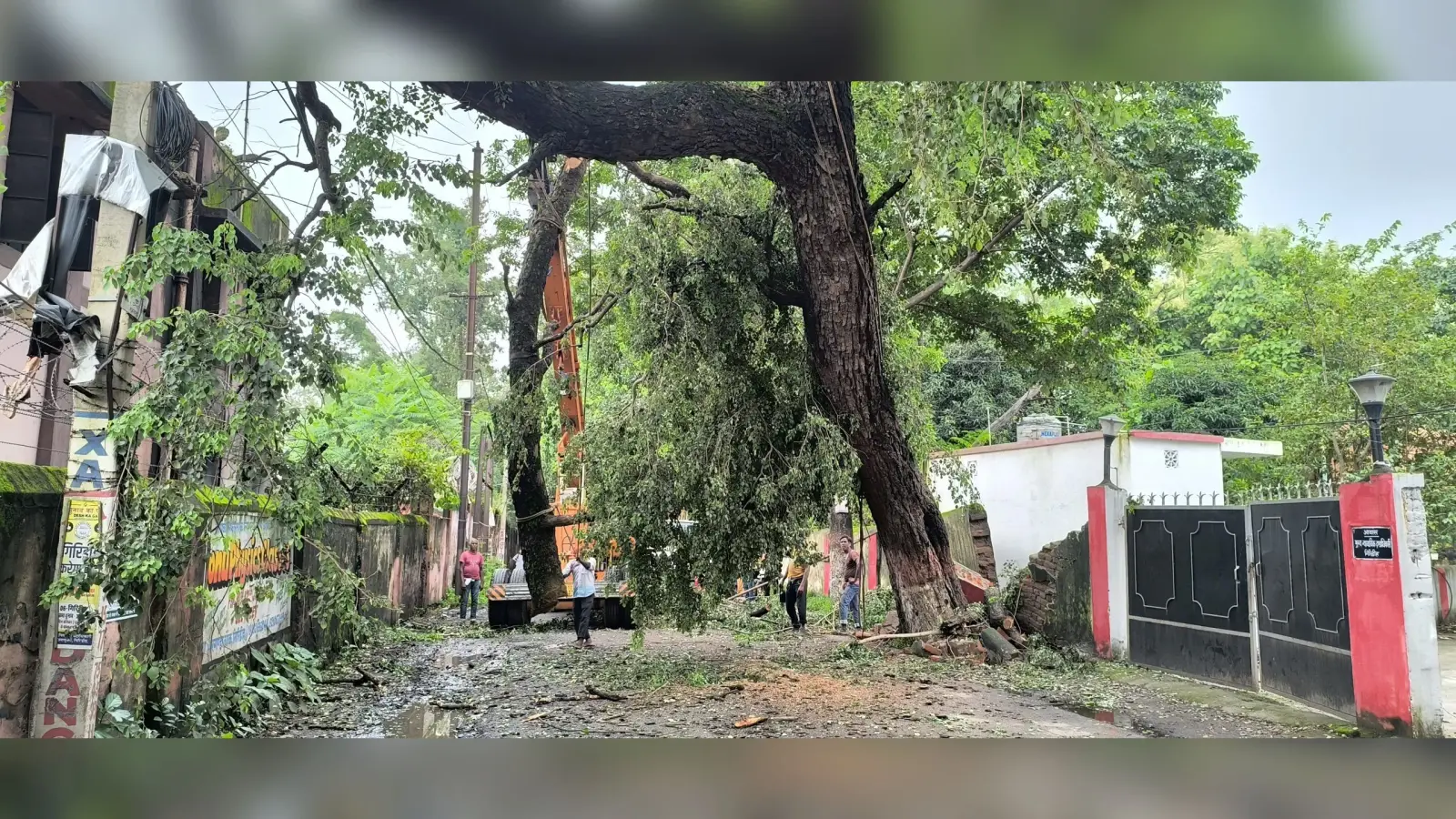 Giridih News :शीशम का पेड़ झुका, आठ घंटे आवागमन ठप