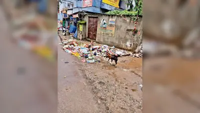 chaibasa news: हर माह सफाई पर 10 लाख खर्च, फिर भी कचरे के ढेर से जूझ रहा शहर