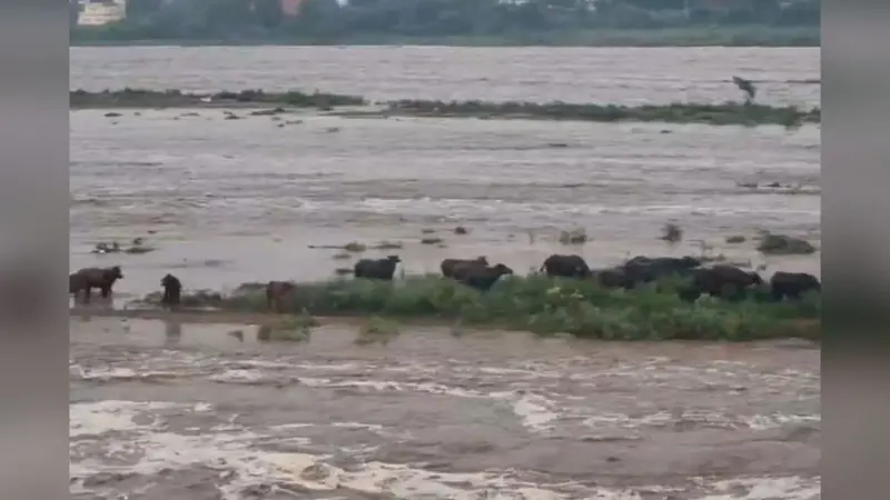 Video: उफनाई फल्गू तो गयाजी में फंसे लोगों को SDRF ने निकाला, जहानाबाद में भी पानी की तबाही