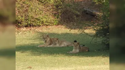 World Lion Day: बरदा अभयारण्य बनेगा शेरों के संरक्षण का केंद्र