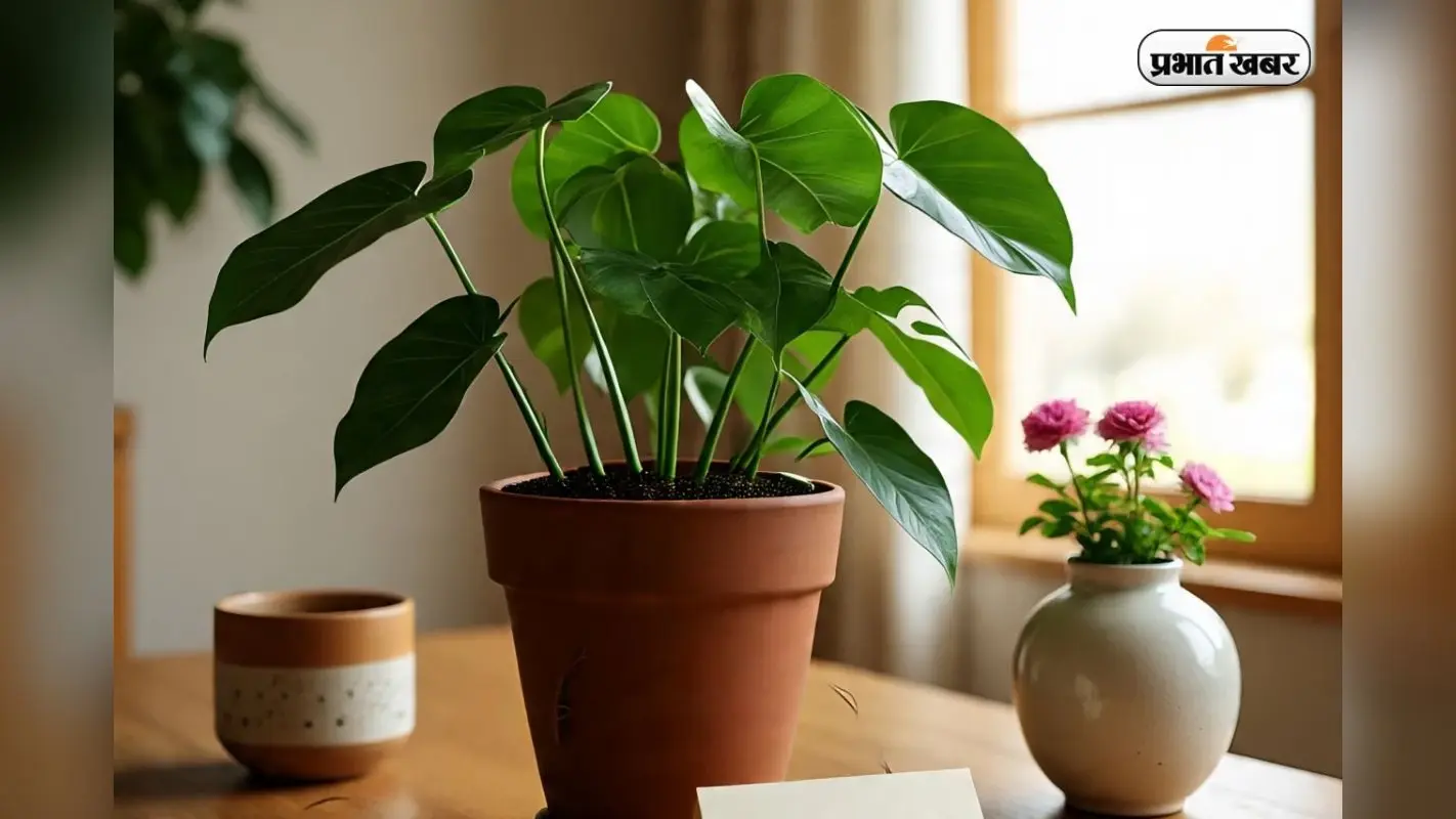 Money Plant Care Tips: घर में ऐसे ध्यान रखेंगे मनीप्लांट का , तो होगी पैसों की बारिश