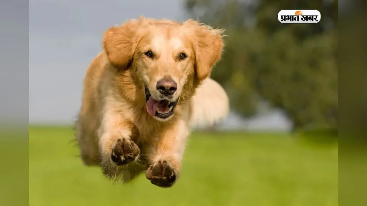 Most Dogs in World: सबसे ज्यादा कुत्ते किस देश में हैं? देखें भारत की रैंक