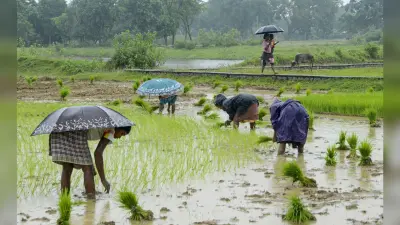सूख रहे खेतों को मिली बारिश की राहत, मोतिहारी में झमाझम बारिश से किसानों की उम्मीद बढ़ी