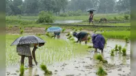 सूख रहे खेतों को मिली बारिश की राहत, मोतिहारी में झमाझम बारिश से किसानों की उम्मीद बढ़ी