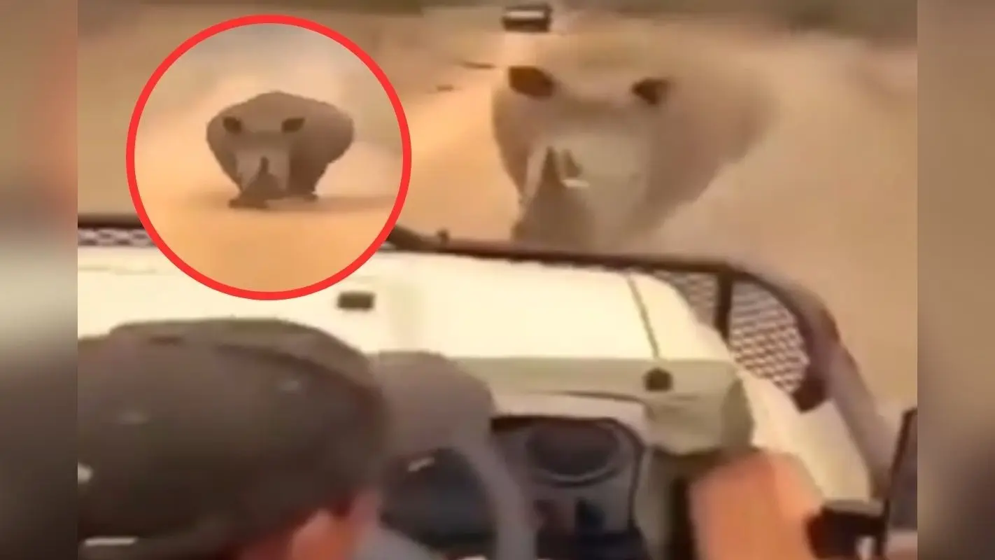 Viral Video : जब गैंडा ने दौड़ा दिया, सूख गया कलेजा, वीडियो देख दहल जाएगा दिल