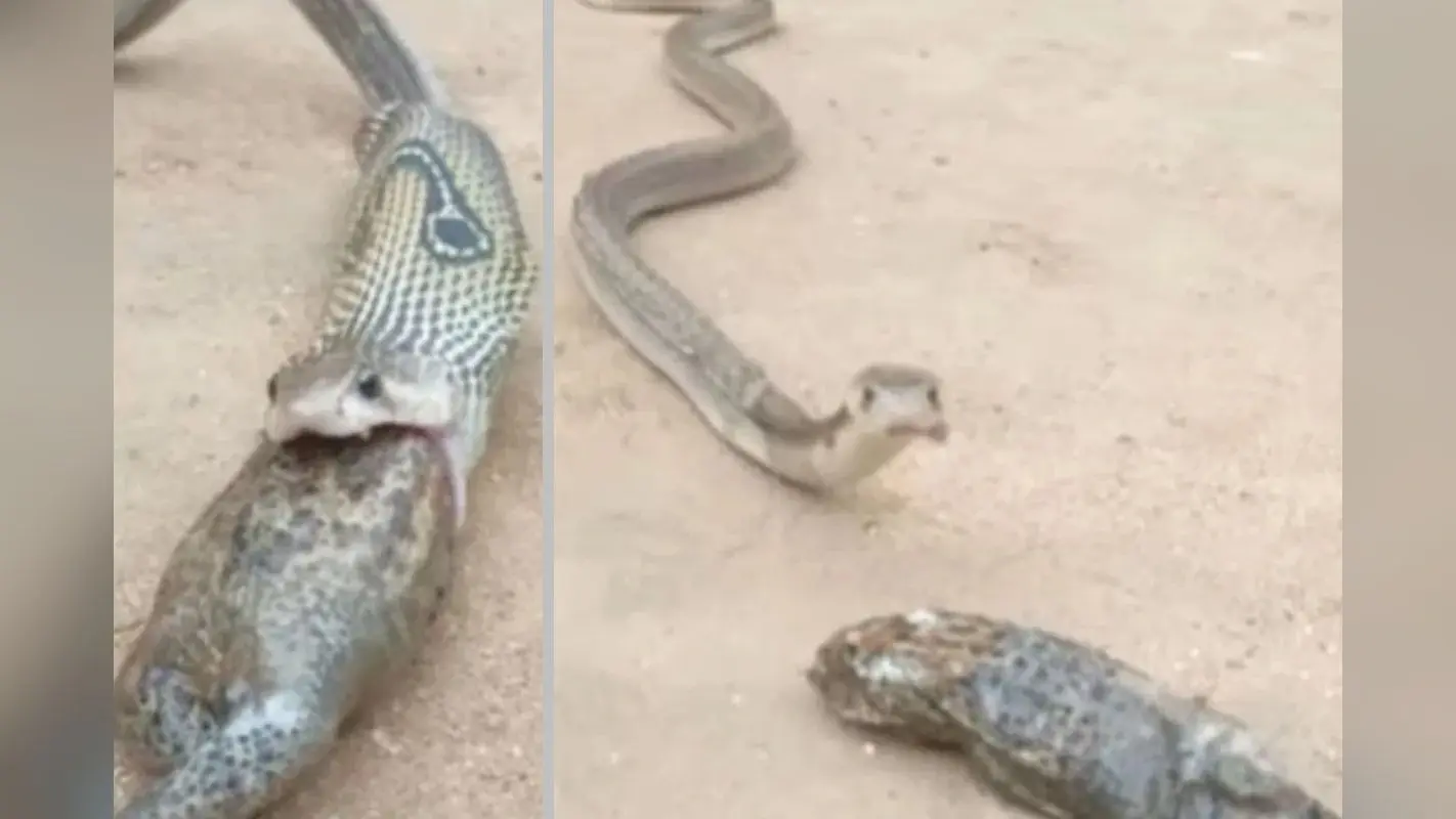Viral Video: एक साथ दो मेंढकों को निगल गया कोबरा, फिर जो हुआ वो हैरान कर देगा