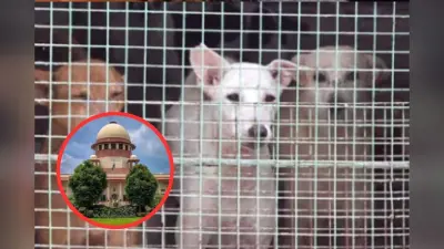Stray Dog Case : आवारा कुत्तों के कारण बच्चों की हो रही है मौत, सॉलिसिटर जनरल ने सुप्रीम कोर्ट से कहा