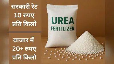दुकान-दुकान भटक रहे किसान, नहीं मिल रही यूरिया, गुमला में 176363 हेक्टेयर में हो चुकी है धान की खेती