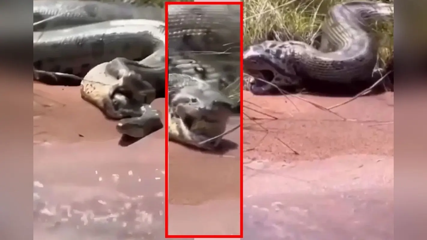 Viral Video: जब भूख लगी तो एनाकोंडा ने निगल लिया दूसरा सांप, वो भी जिंदा!