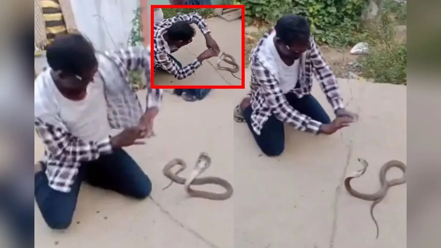 कोबरा के सामने नागिन डांस कर फंसा युवक, Viral Video ने उड़ाये होश