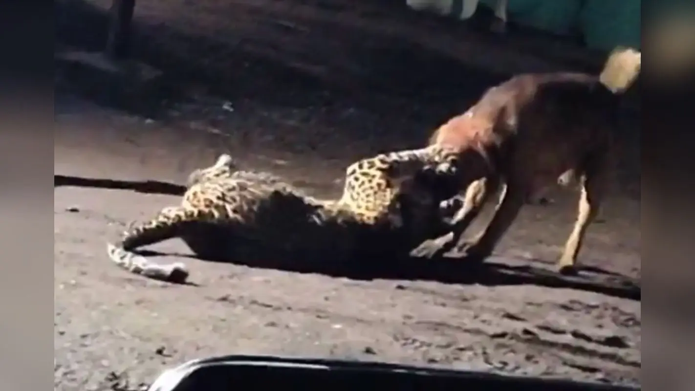 Viral Video: कुत्ते के चंगुल में फंस गया तेंदुआ, जबड़े में दबाकर ऐसा घसीटा कि आप भी देख दंग रह जाएंगे
