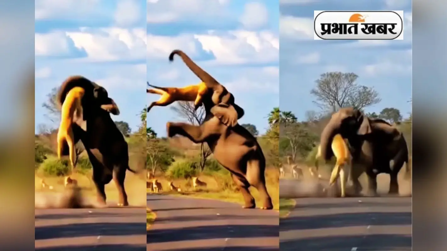 Viral Video: जंगल के राजा को सड़क पर हाथी ने पटक-पटककर मारा, दूर से ही देखता रहा शेरों का झुंड