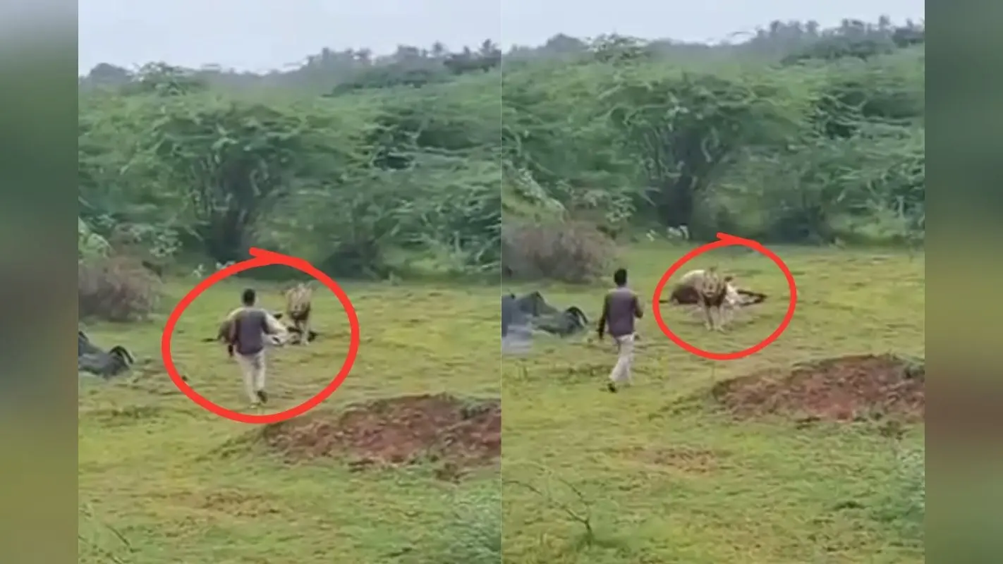 Viral Video: शिकार खा रहे शेर के पास बंदा जाकर बनाने लगा वीडियो, जैसे ही पड़ी नजर फिर…