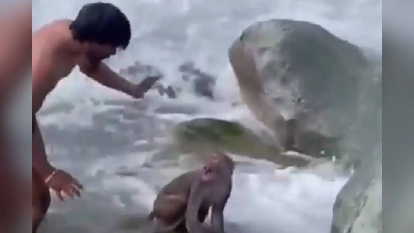 Viral Video : बंदर की जान बचाने पहुंचा शख्स, बंदर उल्टे काटने लगा