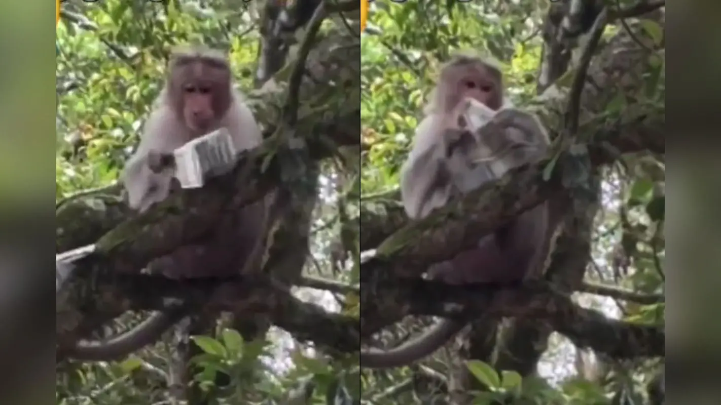 Viral Video: बंदर क्या जाने पैसों की कीमत, हाथ लग गयी 500 रुपये की गड्डी, फिर जो हुआ उसे देख नहीं होगा यकीन