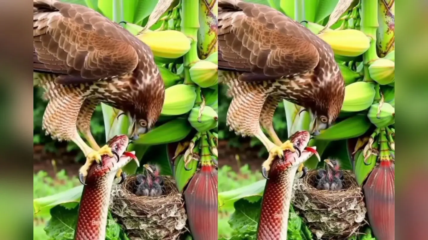 Viral Video: कमजोर दिल वाले न देखें ये वीडियो, चूजे को खाने आये सांप को बाज ने खोद डाला
