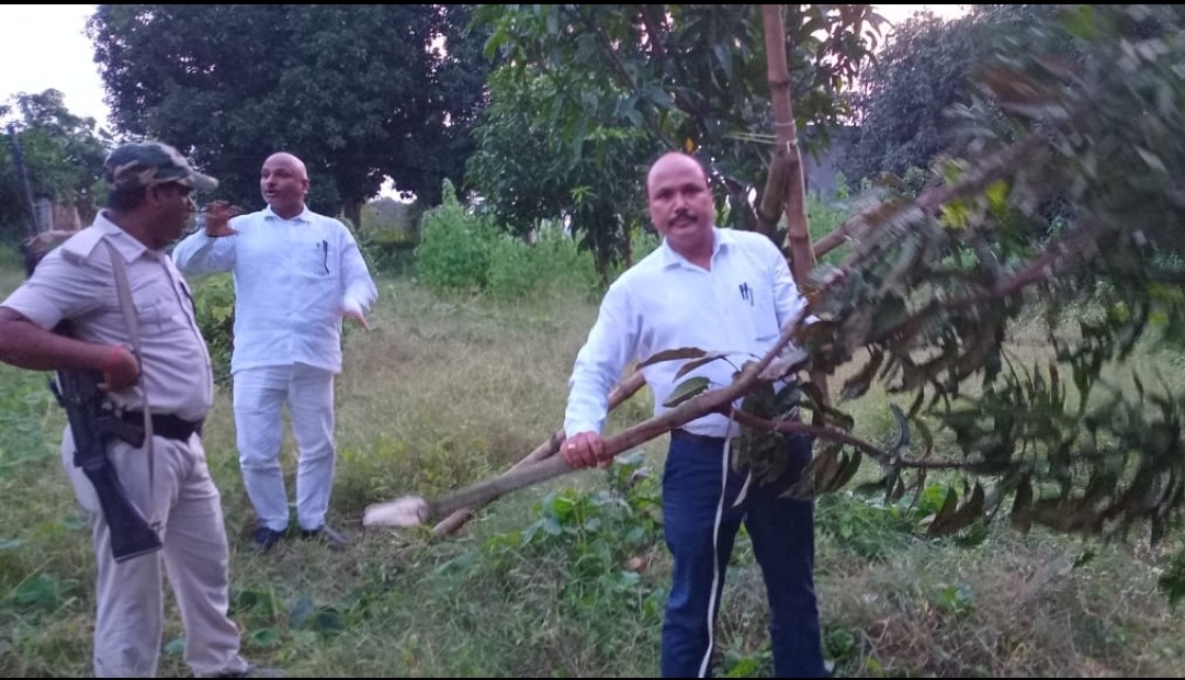 असमाजिक तत्वों ने फलदार वृक्षों को काटा