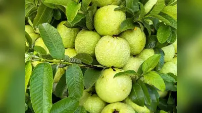 Health Tips: अमरूद के लाभ जान जायेंगे, तो इसे खाने से अपने आपको रोक नहीं पायेंगे