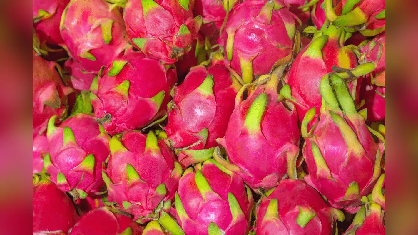 Dragon Fruit Benefits: इस रंगीन सुपरफ्रूट के चौंकाने वाले फायदे, जो बदल देंगे आपकी सेहत