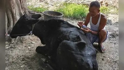 hajipur news. तेजी से फैल रहे लंपी रोग से पशुपालक परेशान