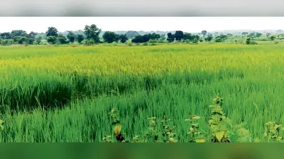 seraikela kharsawan news: लगातार बारिश से खेतों में जलजमाव, धान व सब्जियों को नुकसान