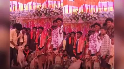 जब शादी में पहुंची आवारा कुत्तों की टोली, देखिए फिर क्या हुआ?